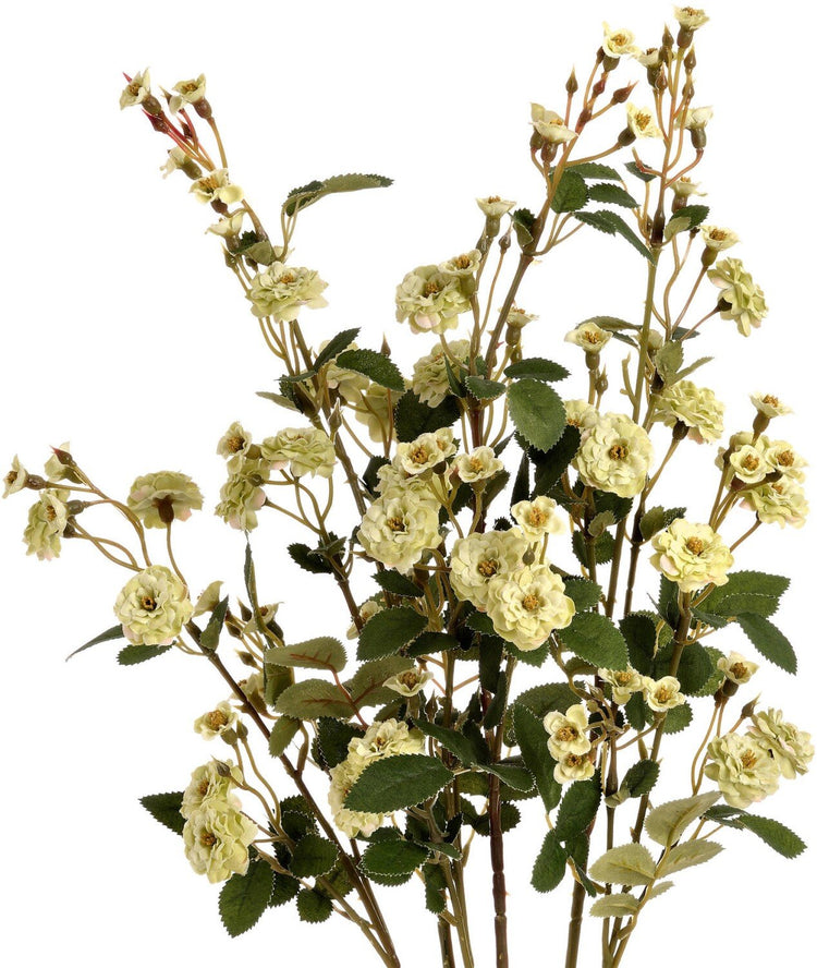 Green Wild Meadow Rose