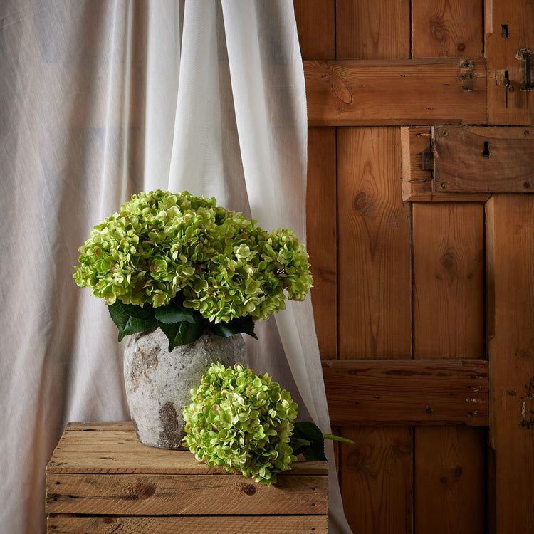 Green Hydrangea Blooms