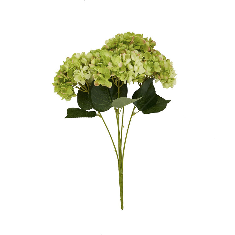 Green Hydrangea Blooms