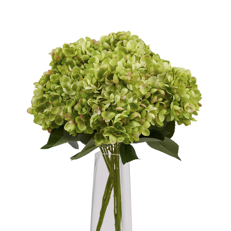 Green Hydrangea Blooms