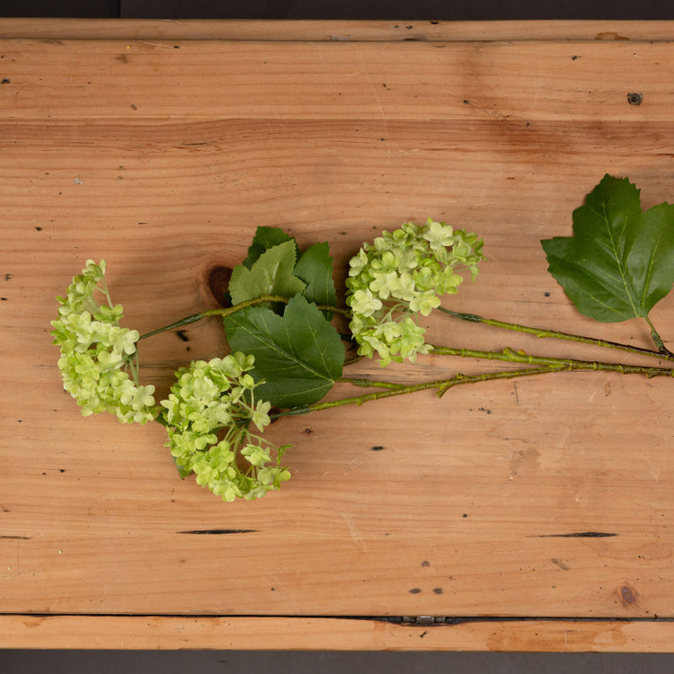 Vibrant Green Viburnum Spray