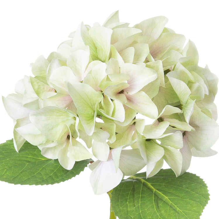 Shabby Green Hydrangea Bloom