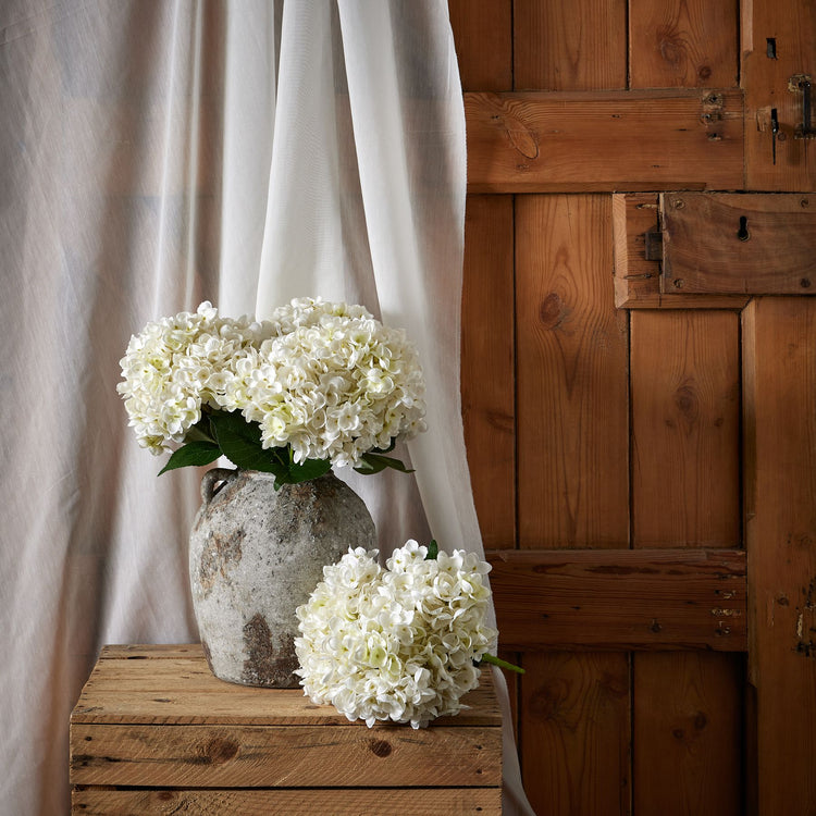 White Hydrangea Blooms