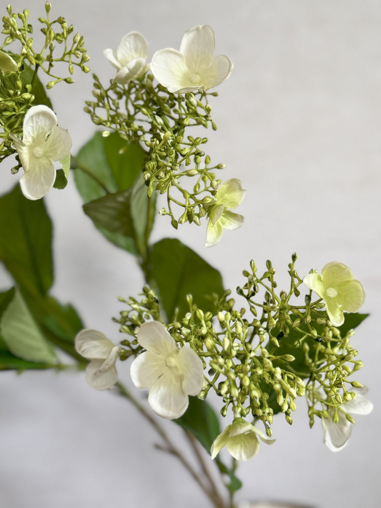 Budding White Viburnum Spray